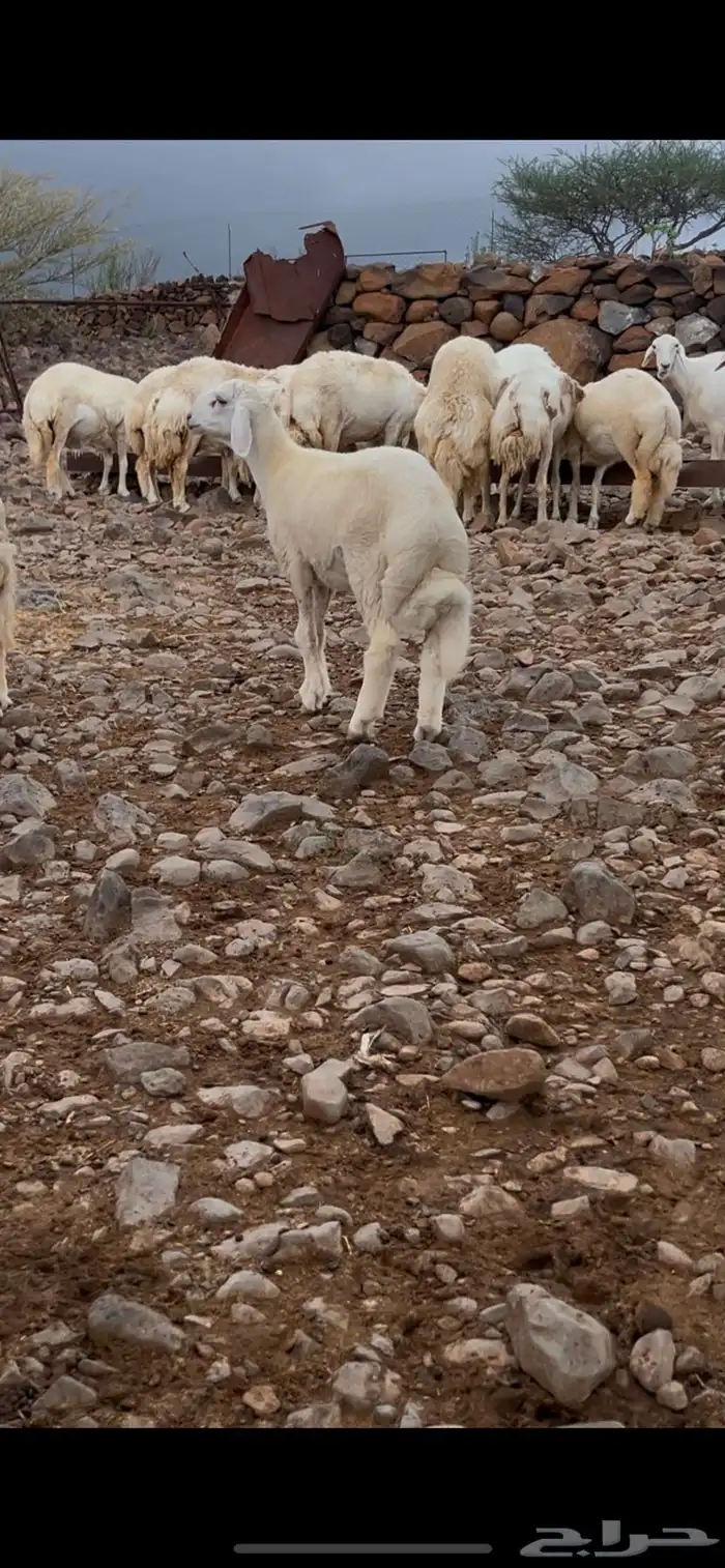 طلي مشروع فحل 3