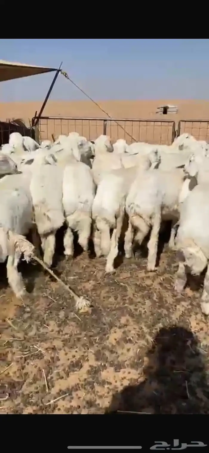 رخال حربات مقنوي 0