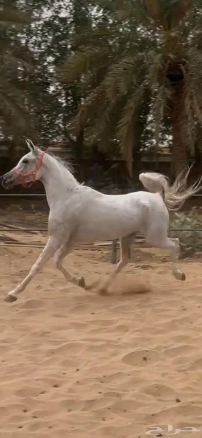 فرس مصرية 3