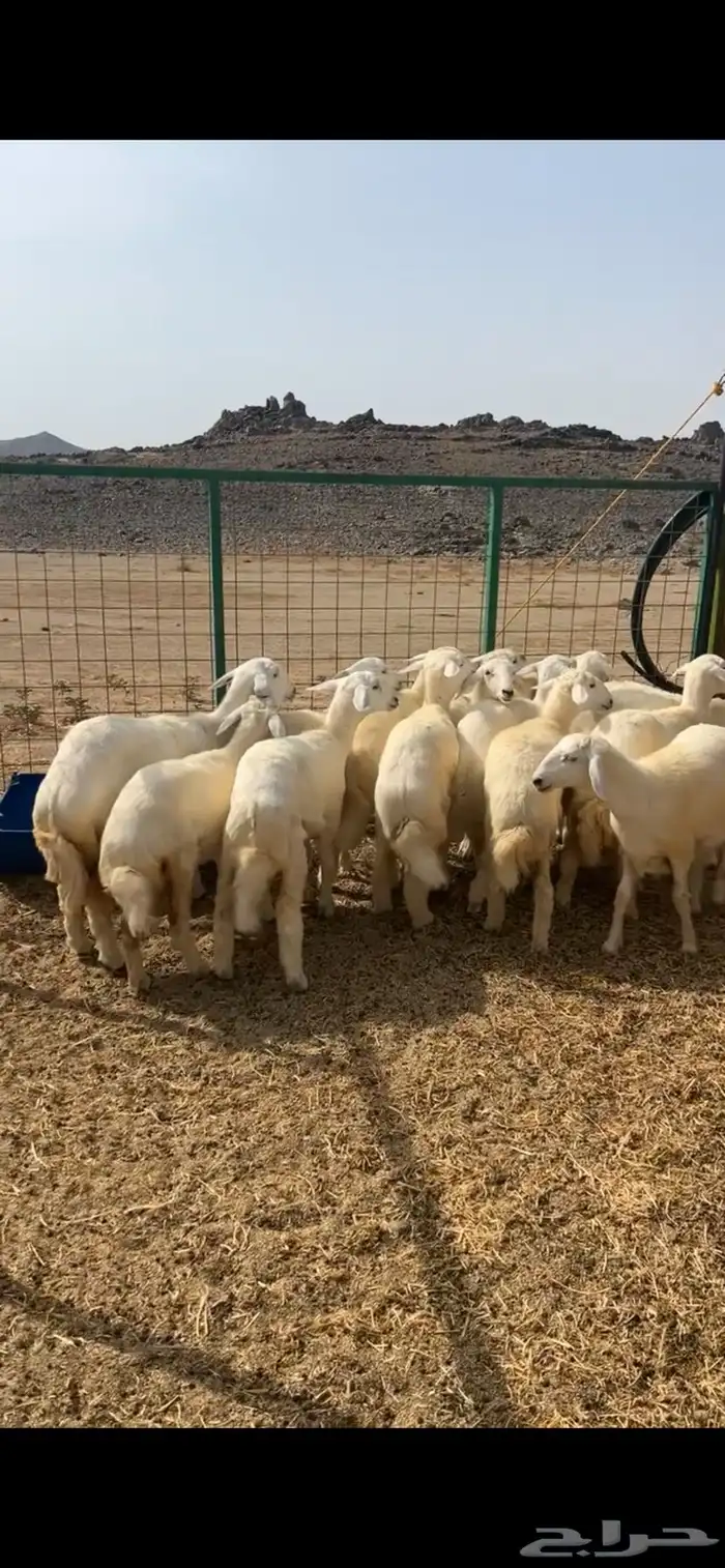 رخال مقاني انتاج مراح 0