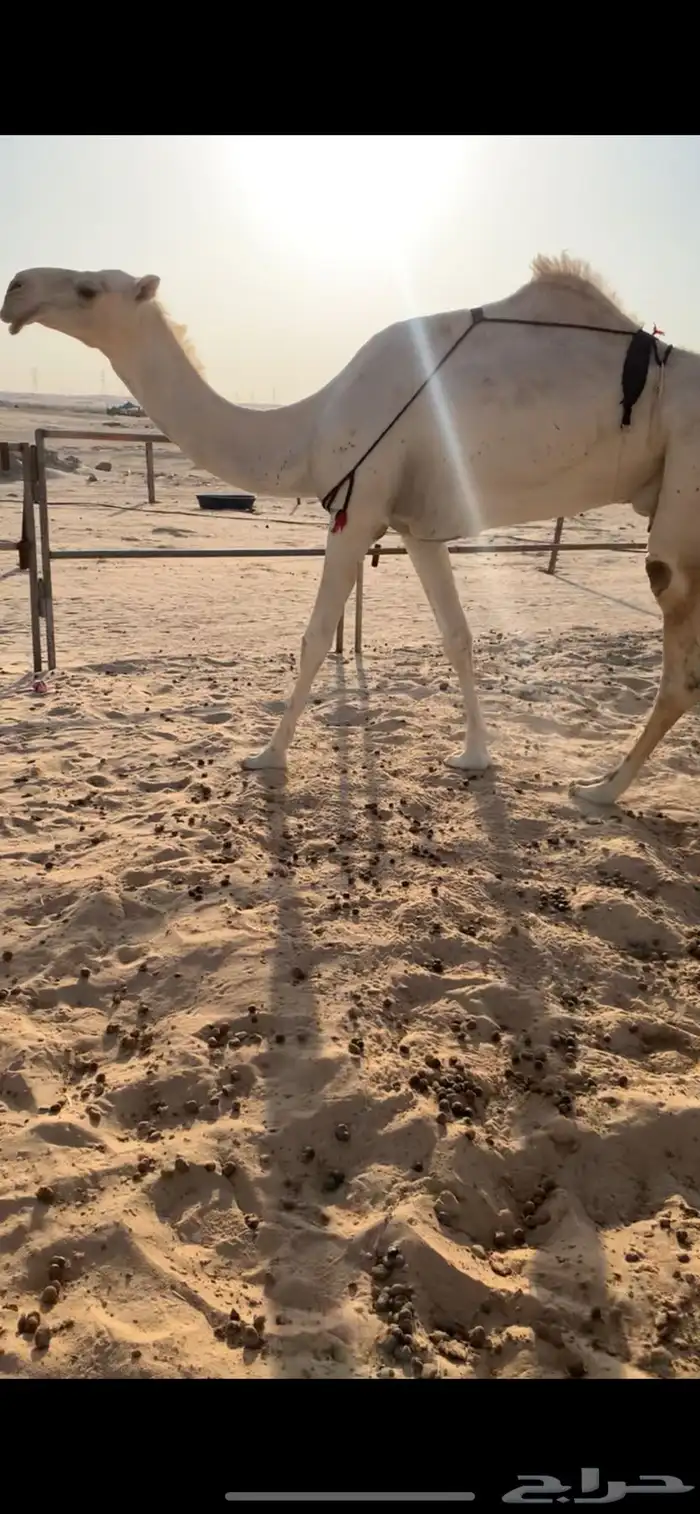 خفوت وبكره 1