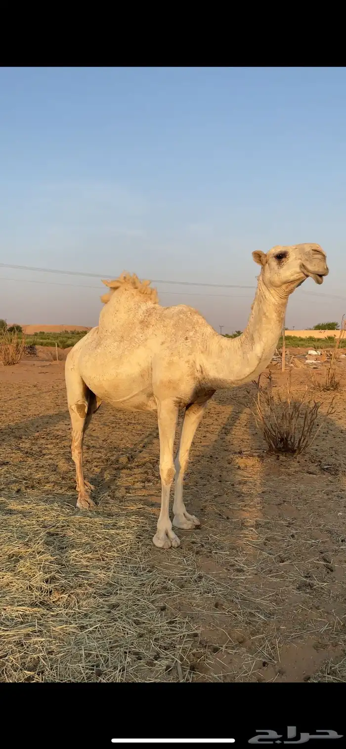 وضحى كفو 0