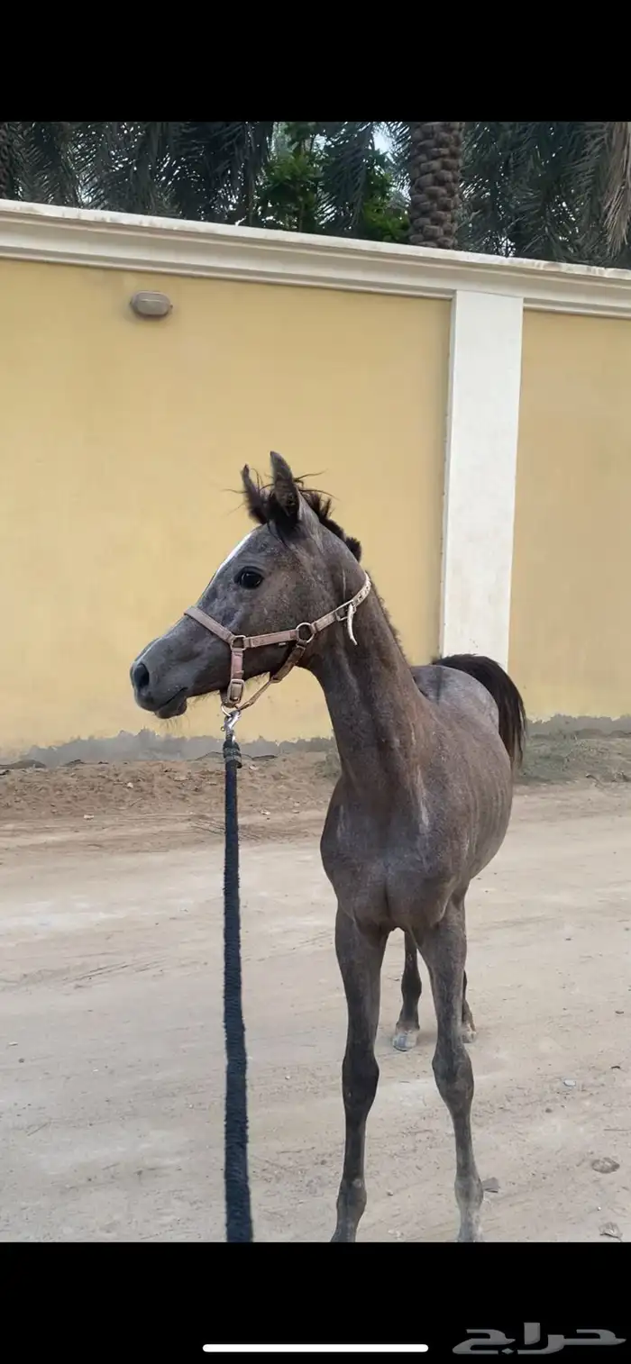 مهره شعبيه 0