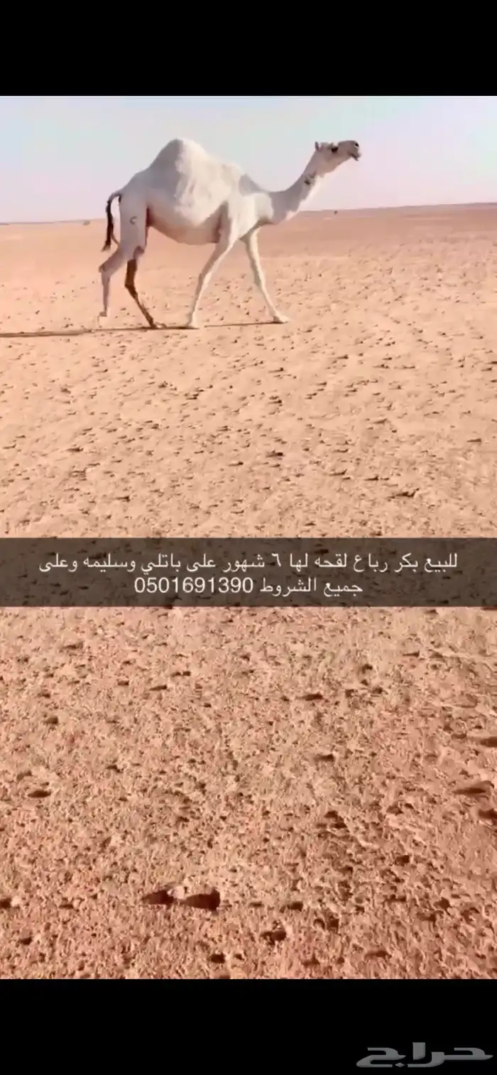 للبيع بكر وضحاء كفو لقحه 0