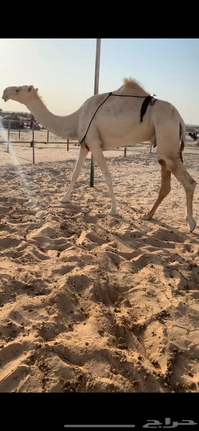 خفوت وبكره 0