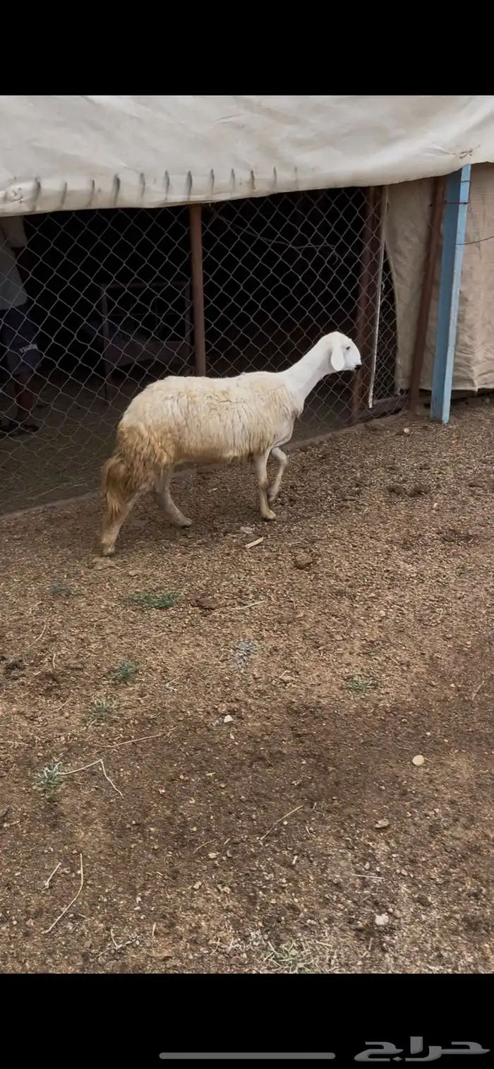 رخل دافع صنف 0