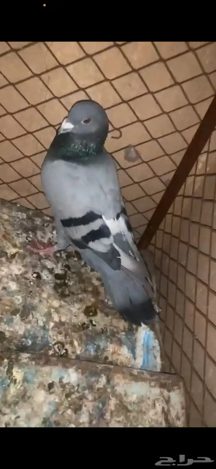 حمام زاجل ذكر للبيع 2