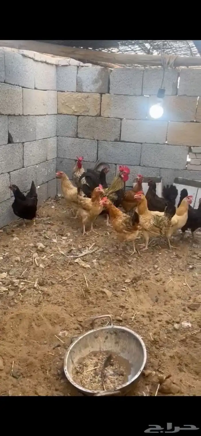 دجاج بياض للبيع 1