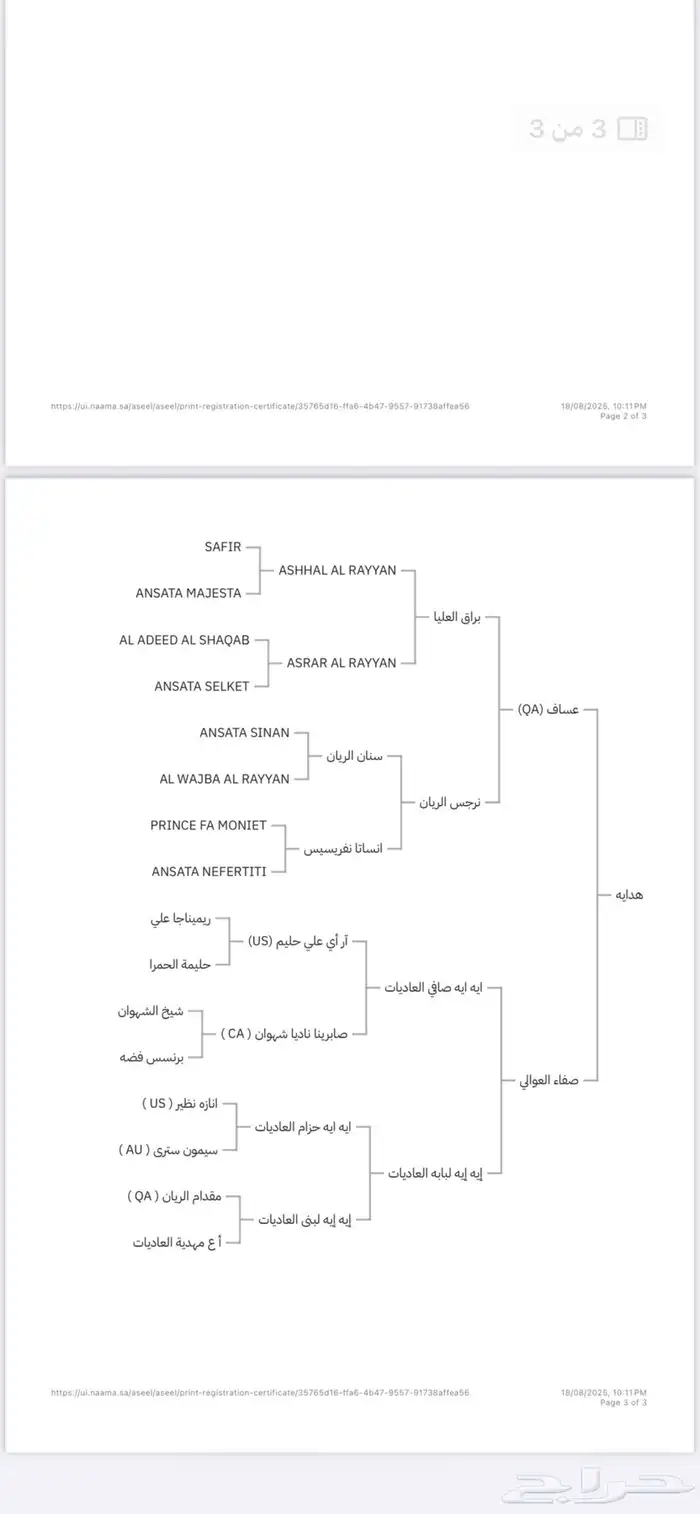 فرس مصرية 6