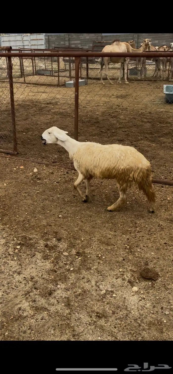 رخل دافع صنف 6