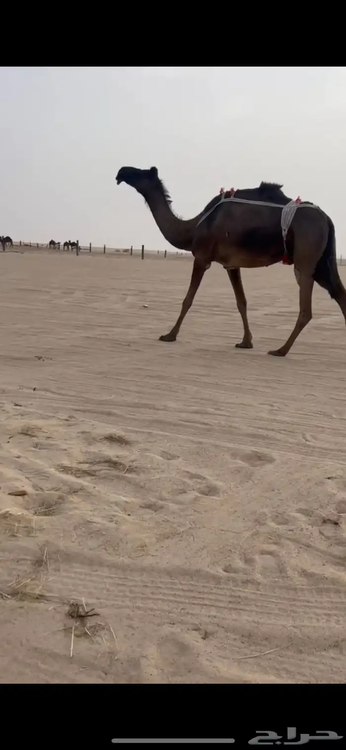عشرا مجهم للتواصل     الموقع الشرقيه . يبرين 0