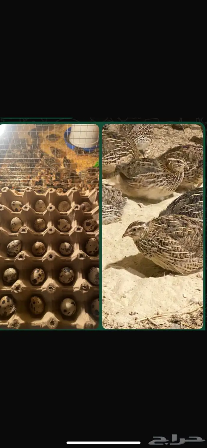 بيض سمان 0