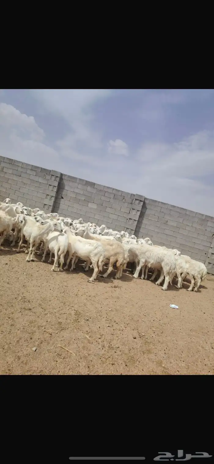 حريات مقنوي حرش 0