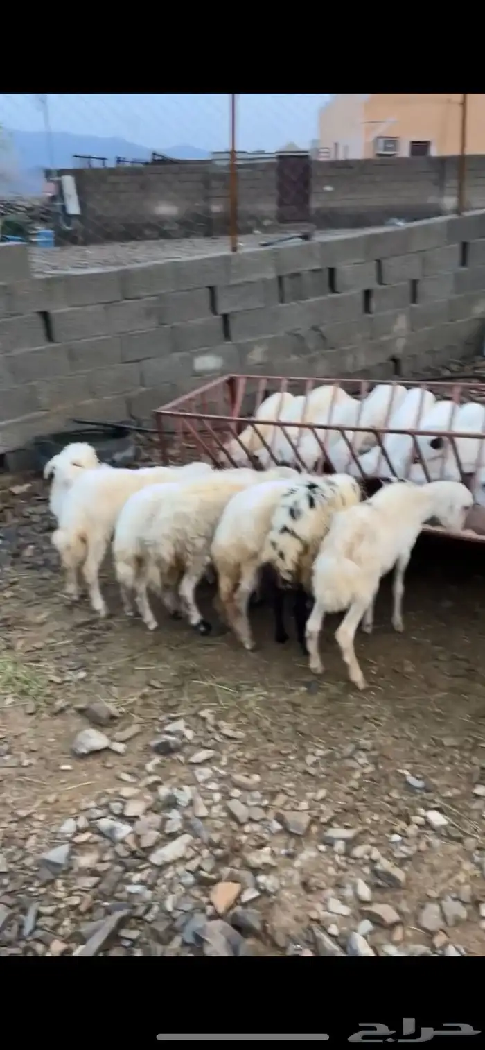 رخال وخرفان محايل عسير 3
