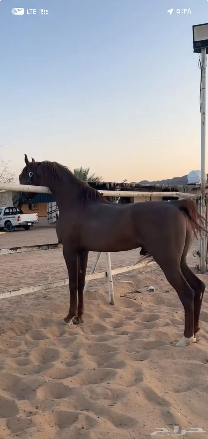 حصان واهو و البيع شعبي 1