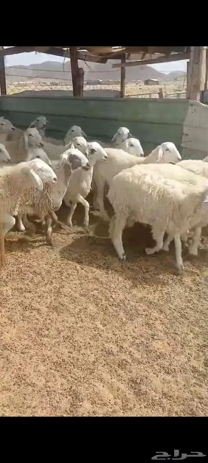 طليان ورخال ثلاجة مناسبات 1