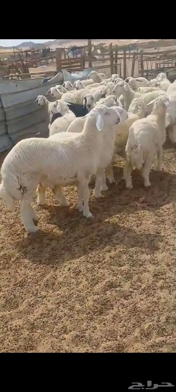 طليان ورخال ثلاجة مناسبات 0