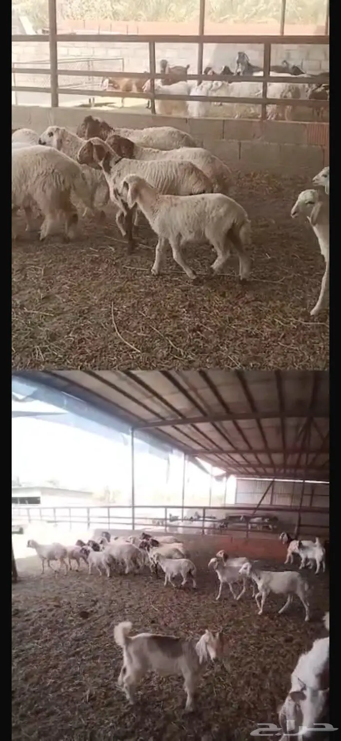 طليان مهجنة و تيوس 2