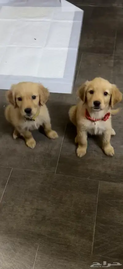 Golden retriever puppy 0
