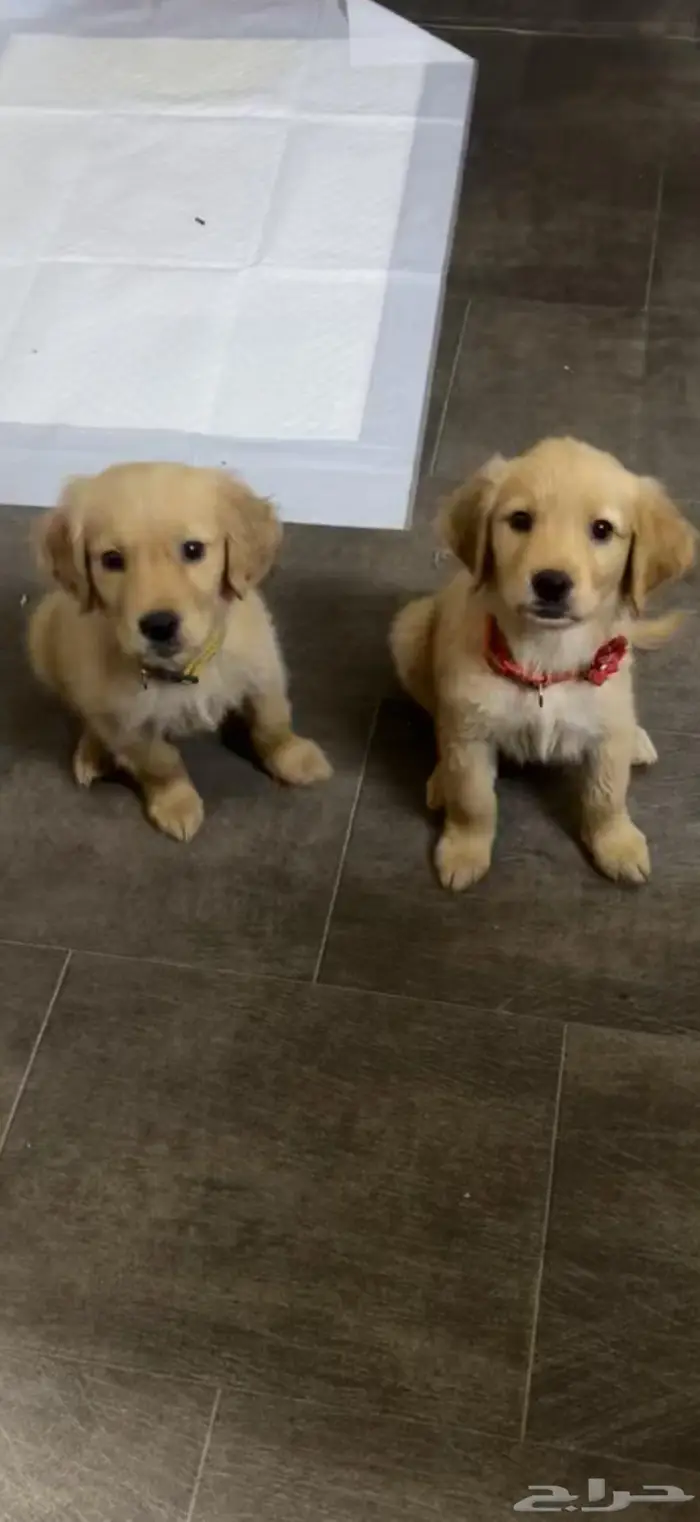 Golden retriever puppy 0