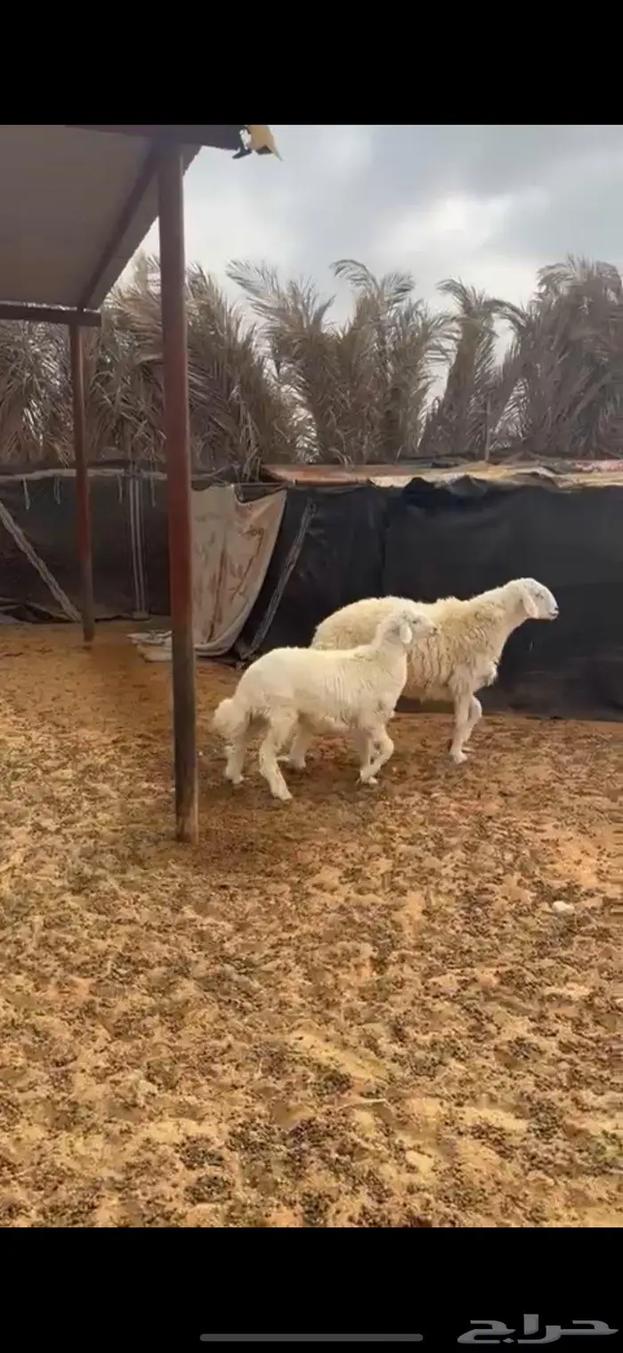 جذع صنف ينسف شرط 2