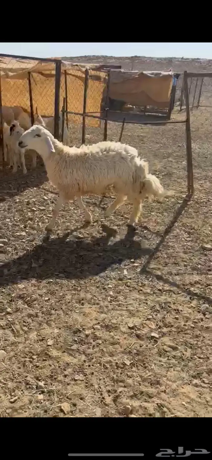 جذع صنف ينسف شرط 0
