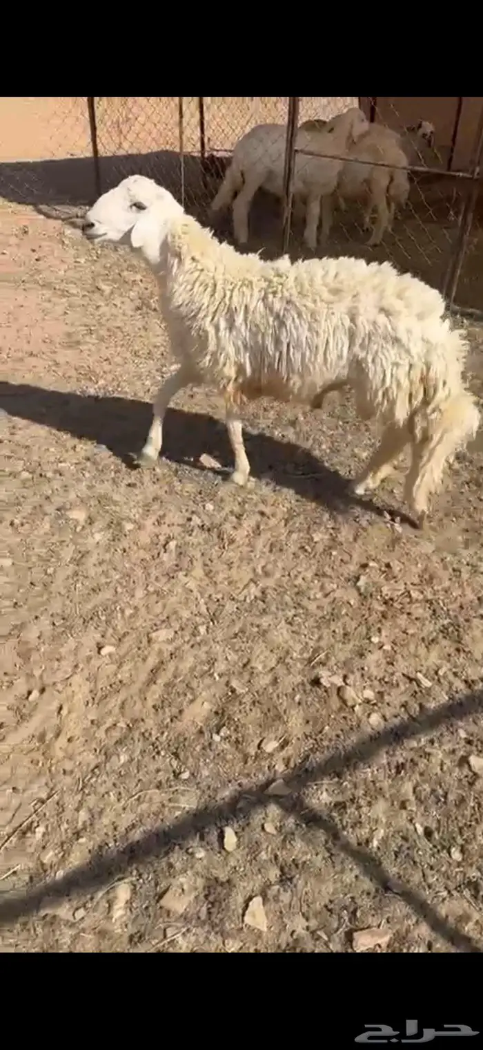 جذع صنف ينسف شرط 5