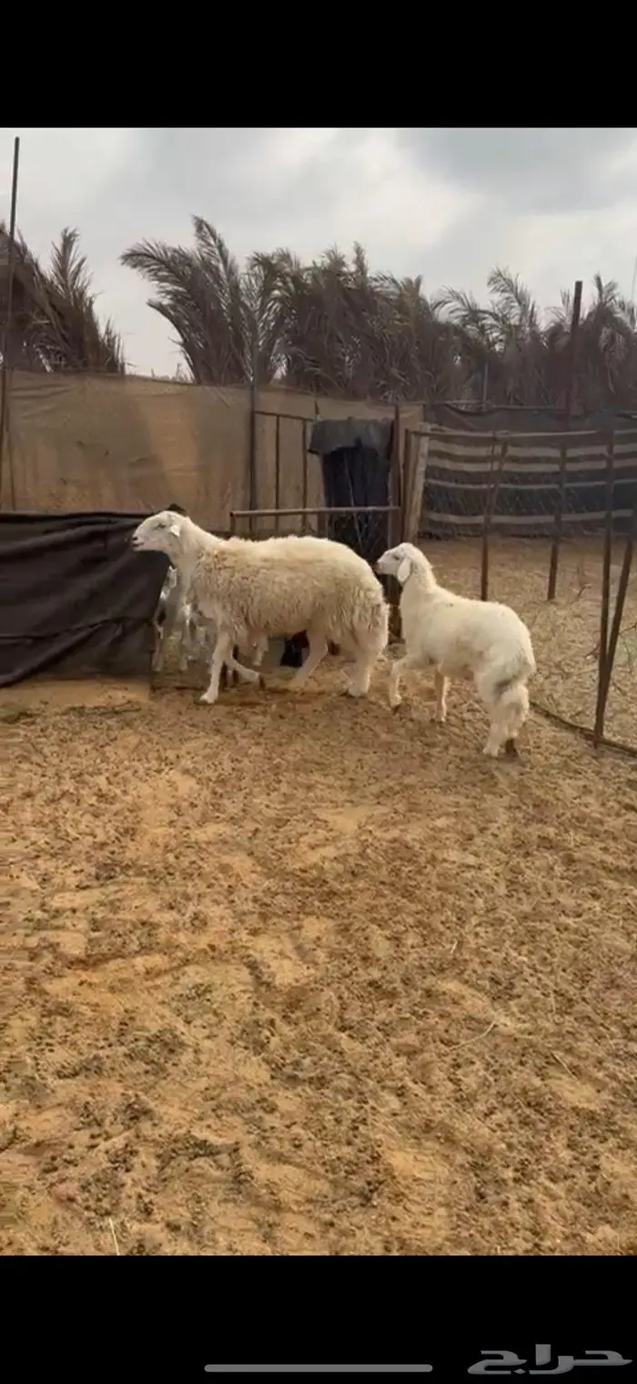 جذع صنف ينسف شرط 1