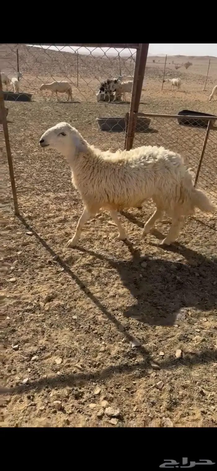 جذع صنف ينسف شرط 4