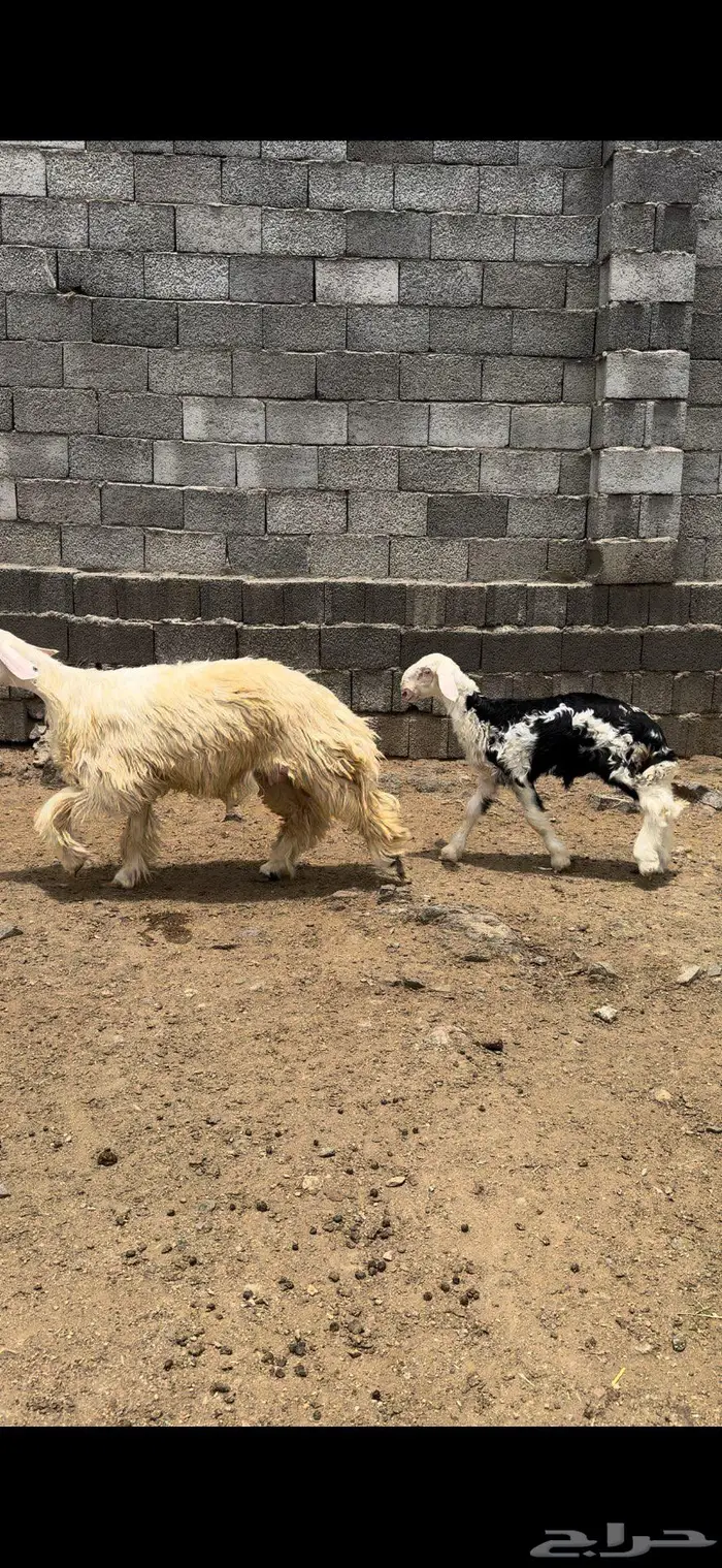 رخل جذعه تحتها طلي 0