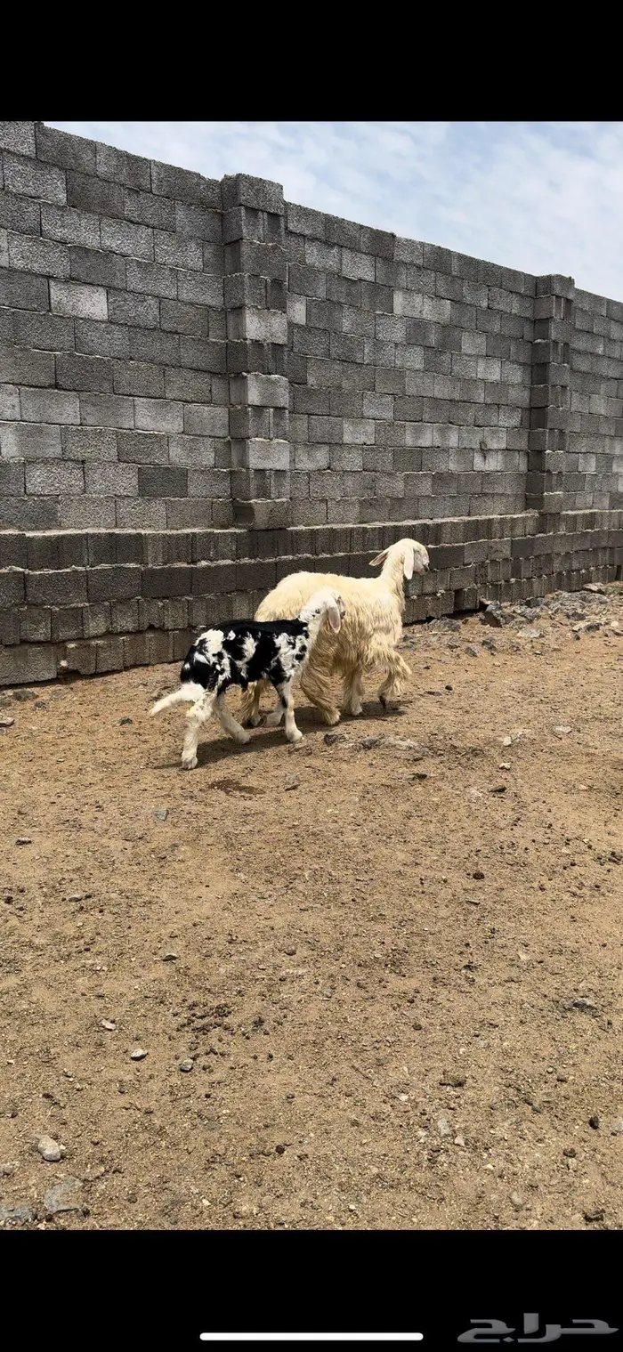 رخل جذعه تحتها طلي 2