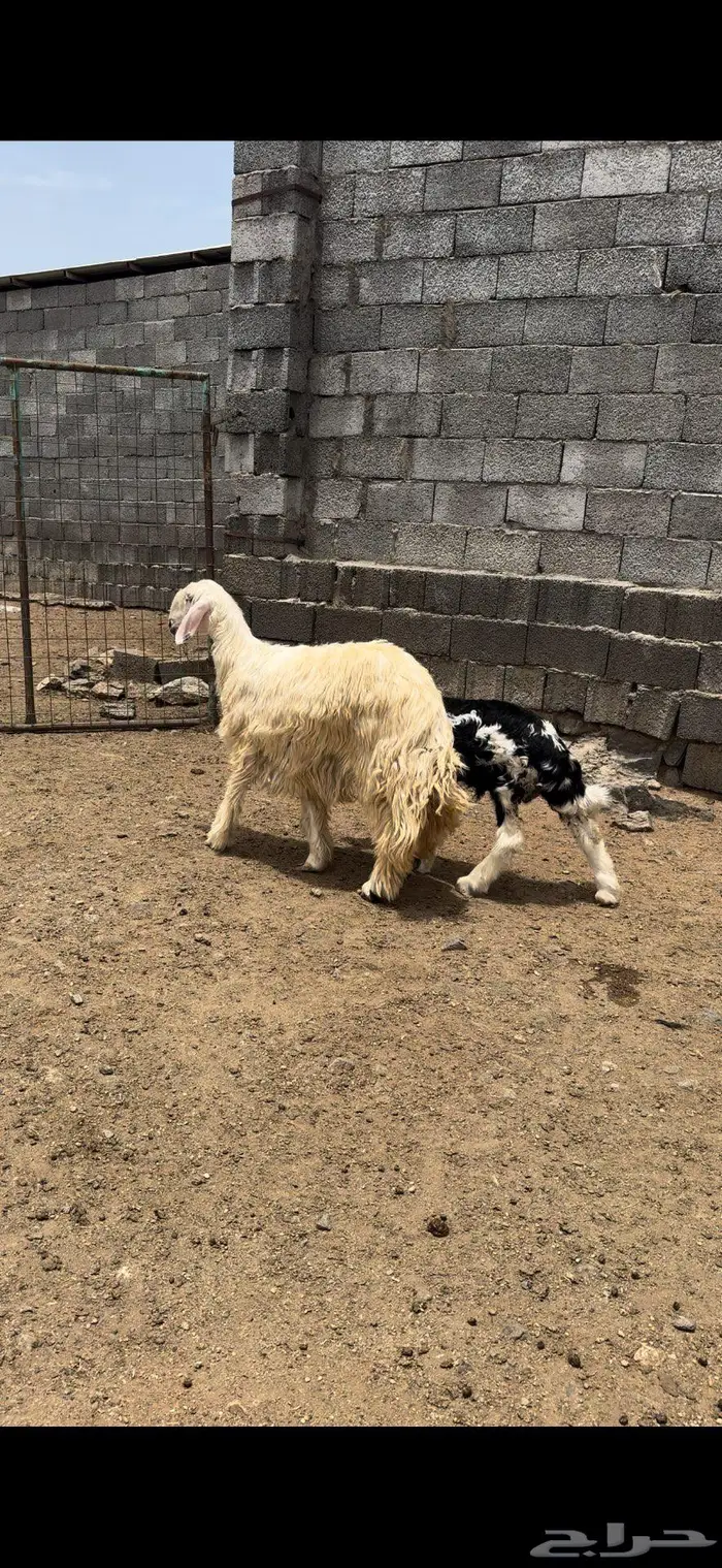 رخل جذعه تحتها طلي 4