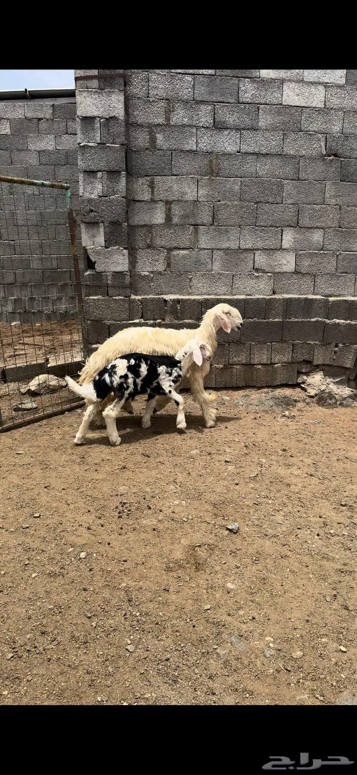 رخل جذعه تحتها طلي 3