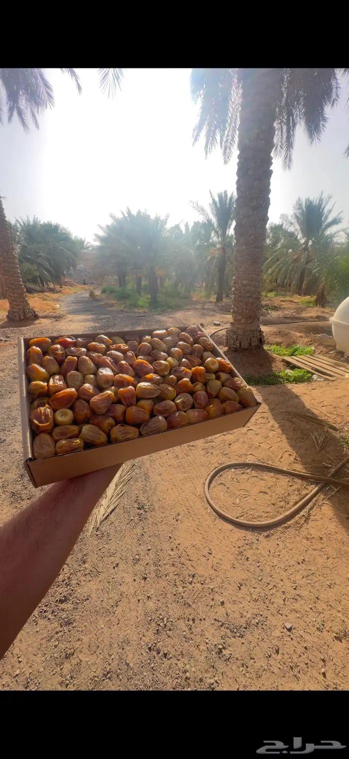 تمر سكري مفتل ( مزارع القصيم ) 1