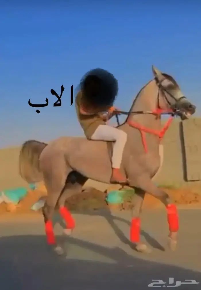 مهره عربيه للبيع 2