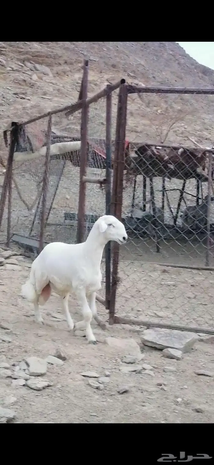 طلي مشروع فحل 0