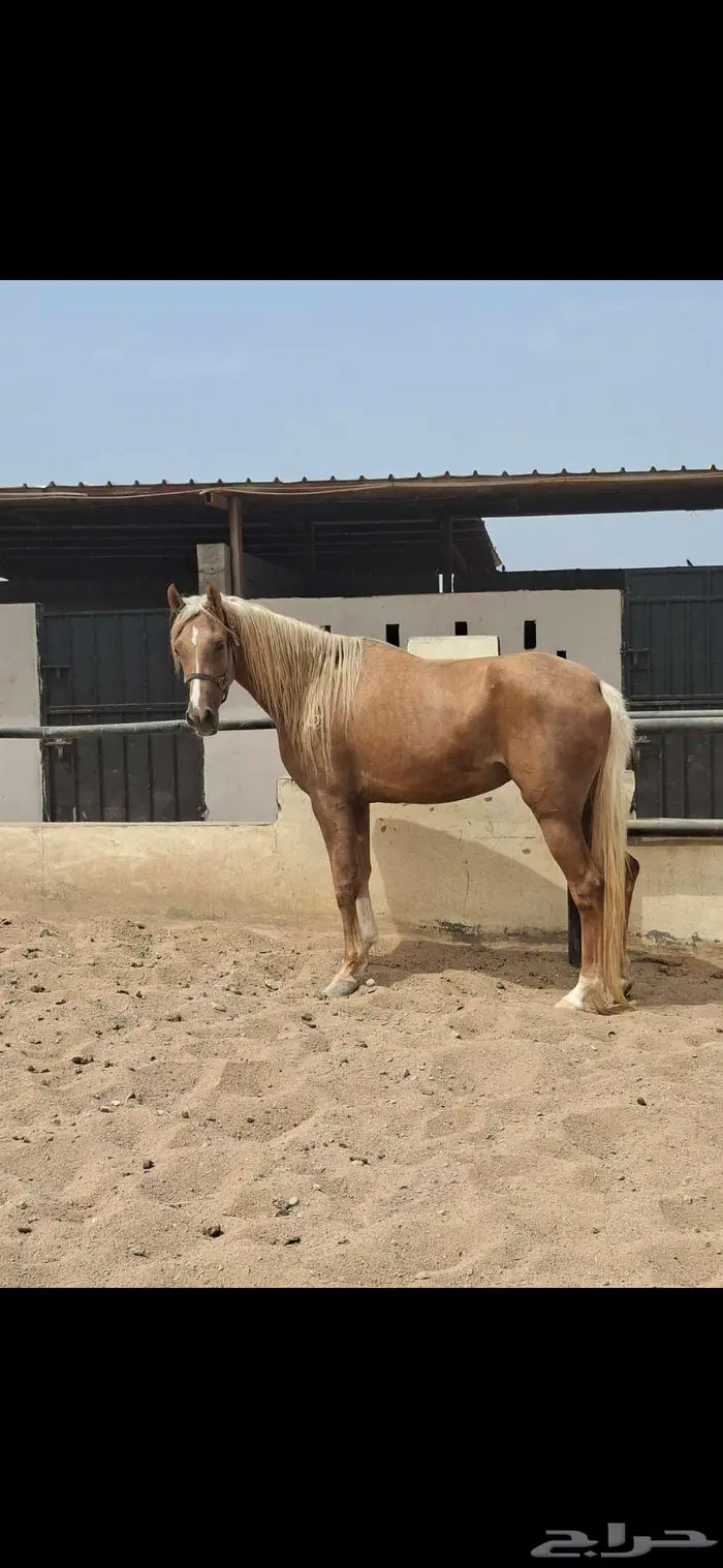 عرض نادر فرس بلامينو شيخه 9