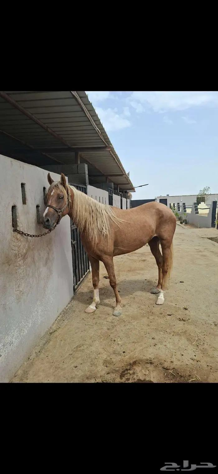 عرض نادر فرس بلامينو شيخه 12