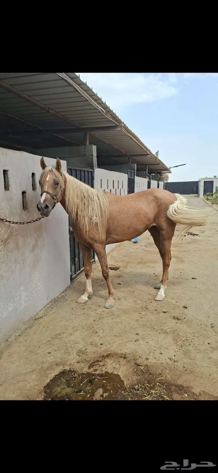عرض نادر فرس بلامينو شيخه 15
