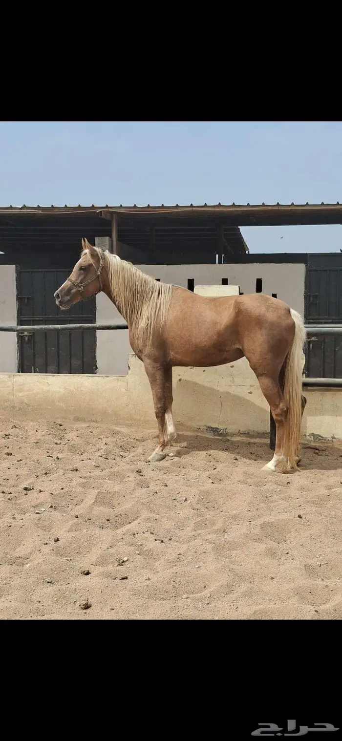 عرض نادر فرس بلامينو شيخه 10