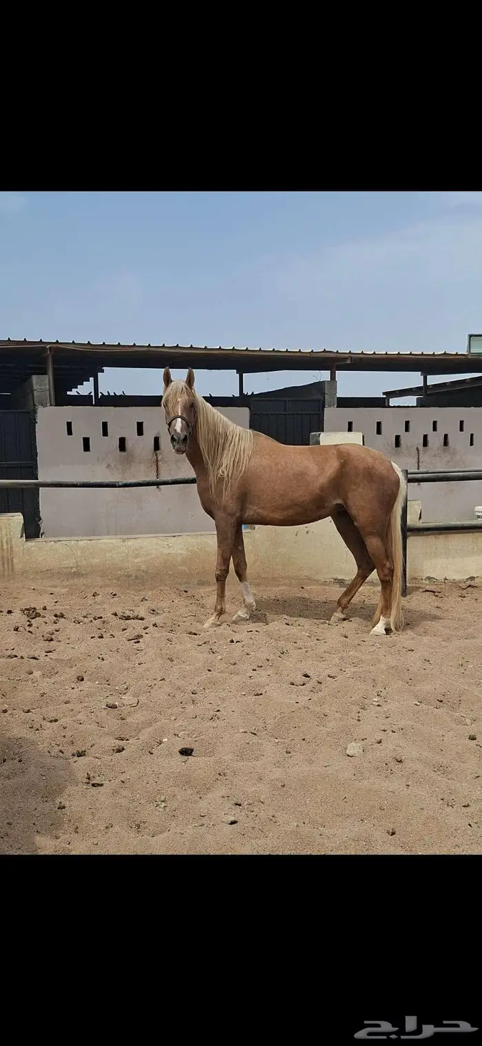 عرض نادر فرس بلامينو شيخه 8