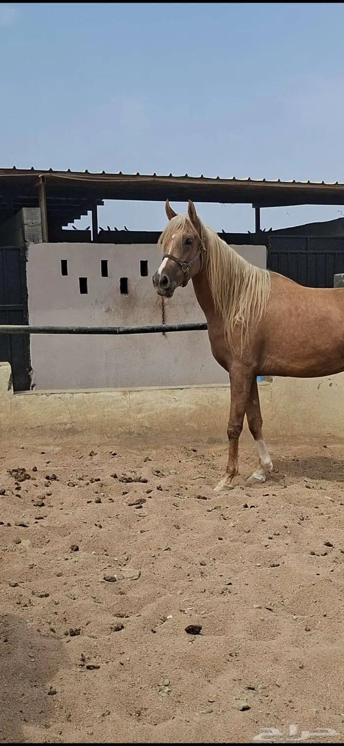 عرض نادر فرس بلامينو شيخه 14