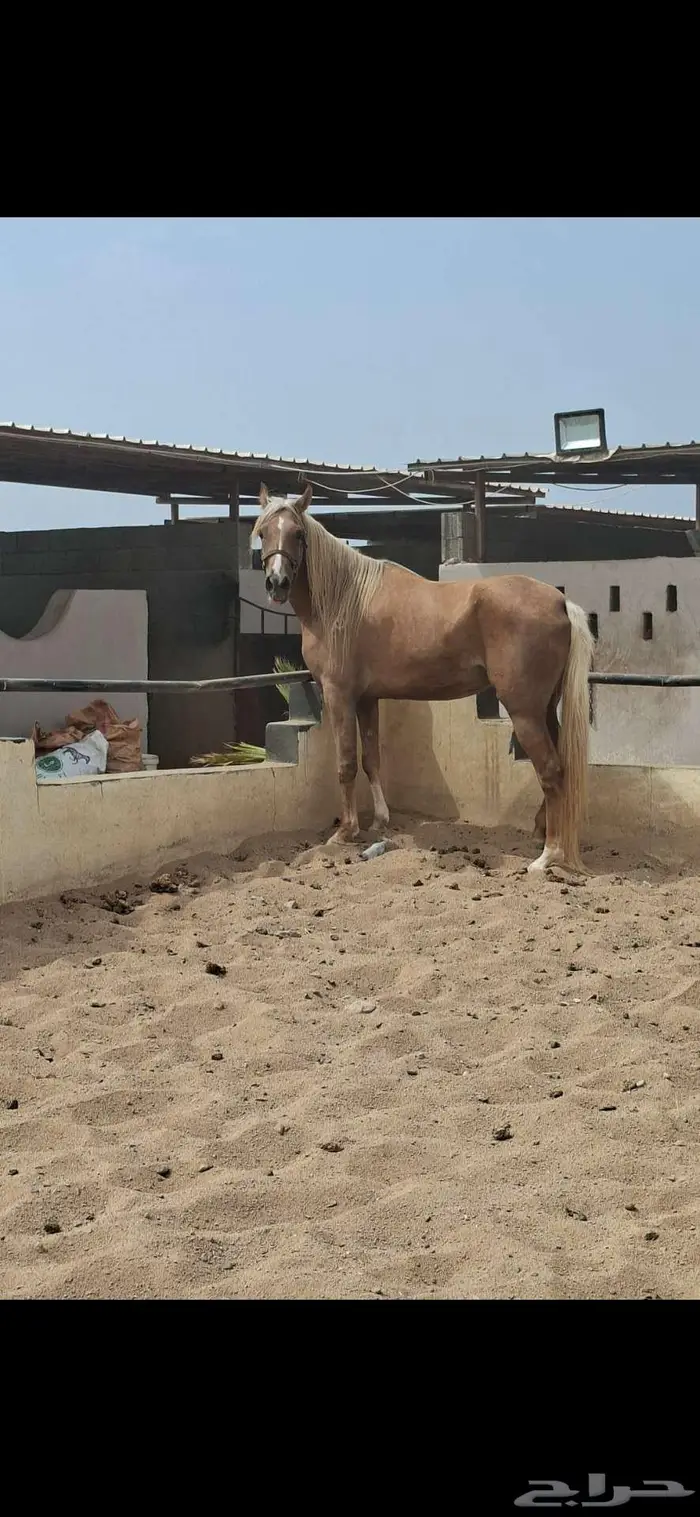 عرض نادر فرس بلامينو شيخه 7