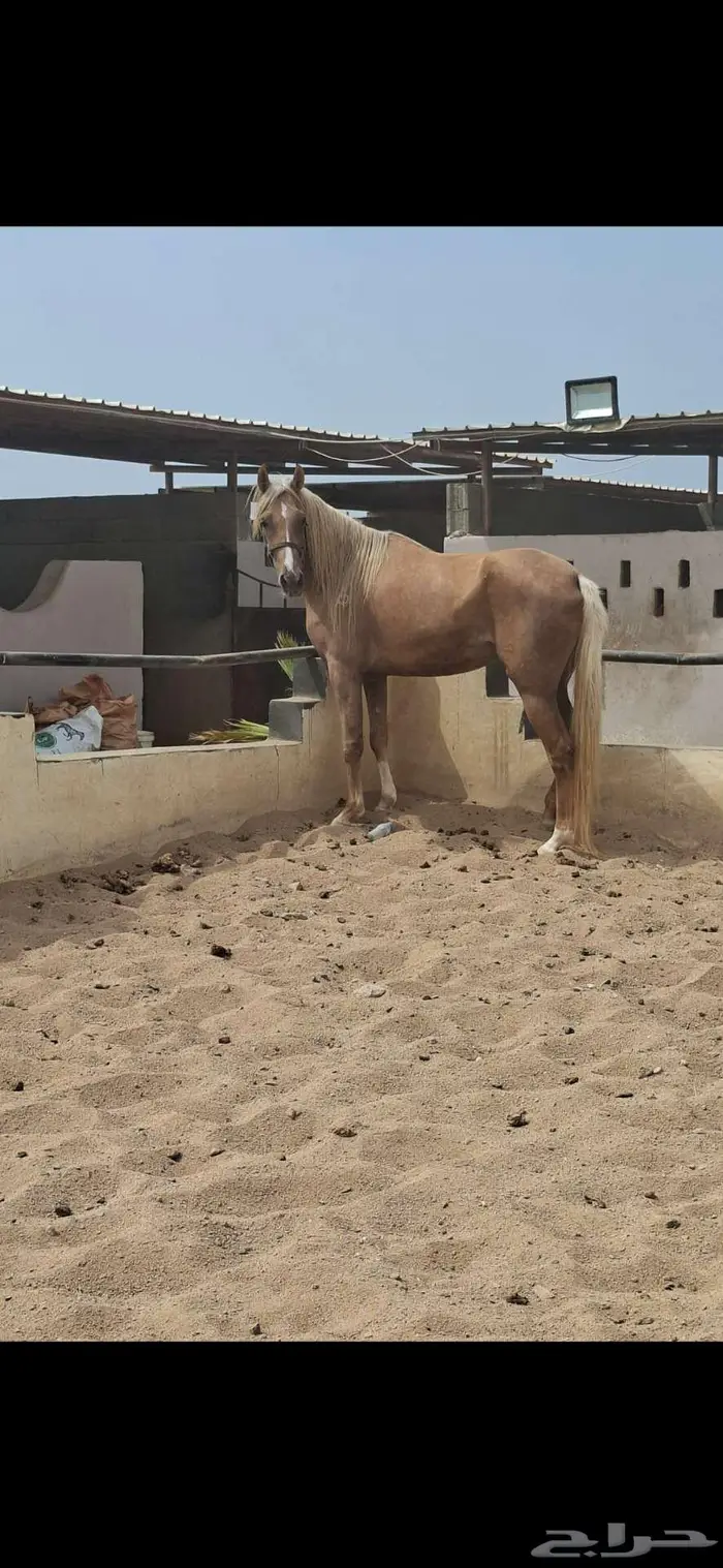 عرض نادر فرس بلامينو شيخه 13