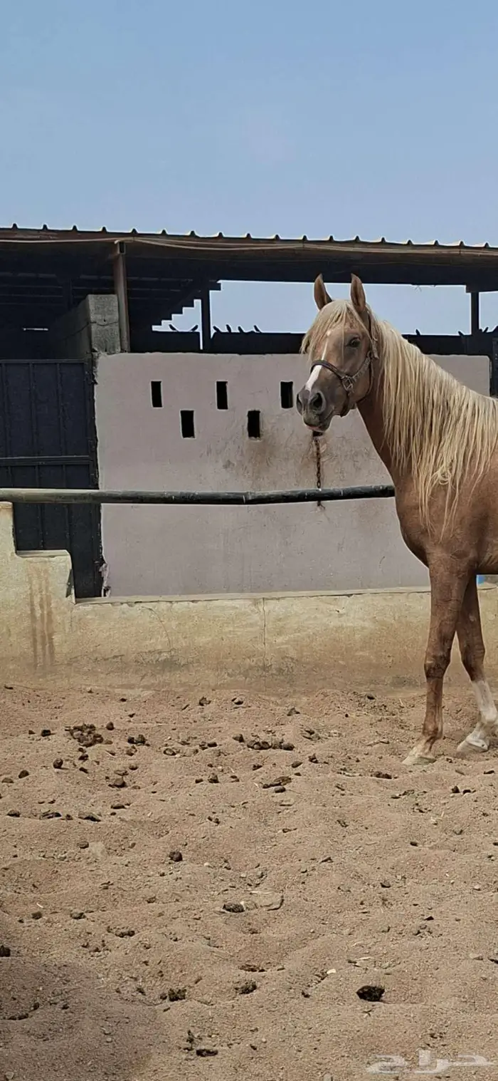 عرض نادر فرس بلامينو شيخه 5