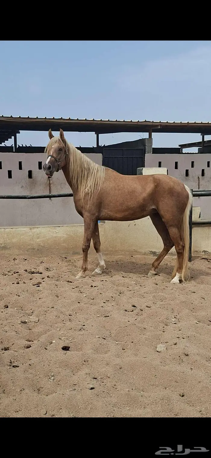 عرض نادر فرس بلامينو شيخه 6
