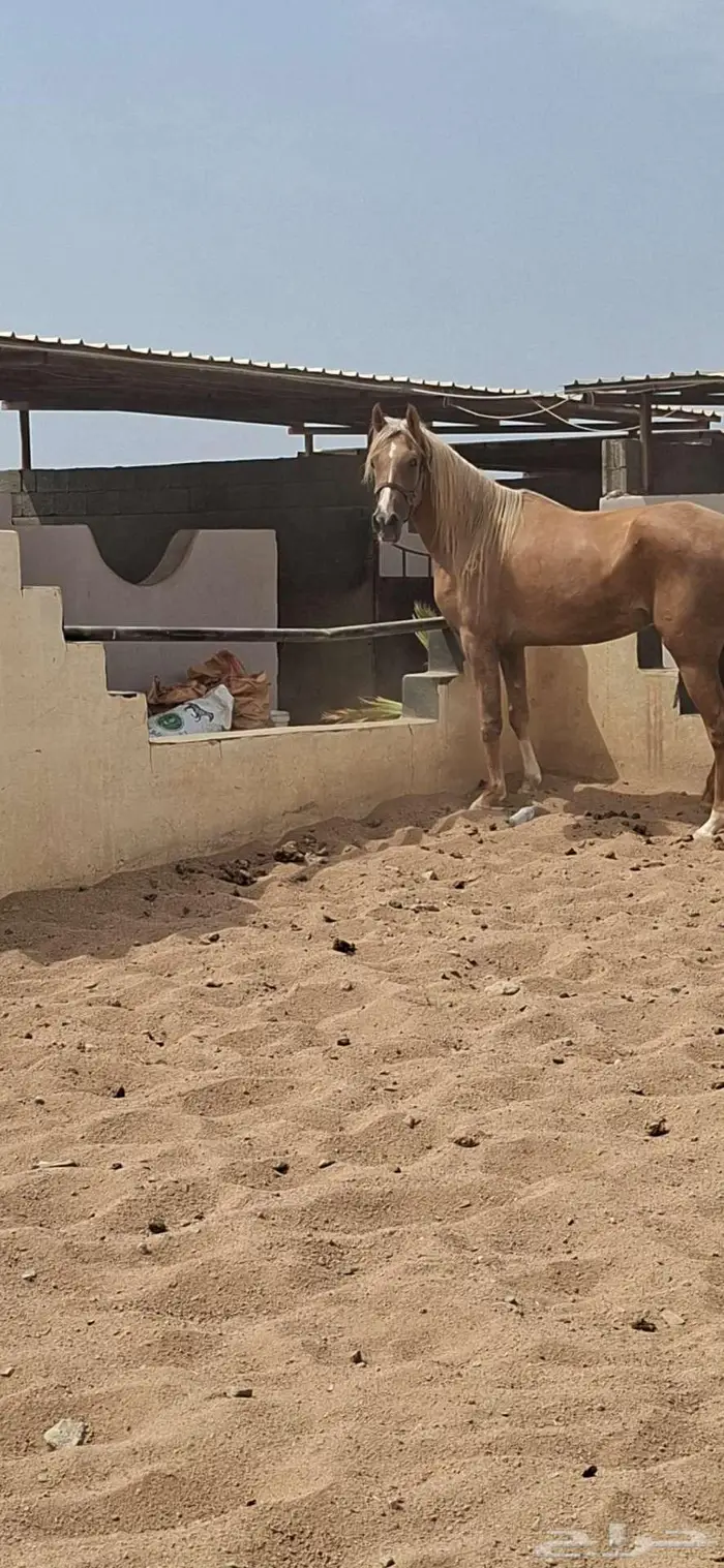 عرض نادر فرس بلامينو شيخه 2