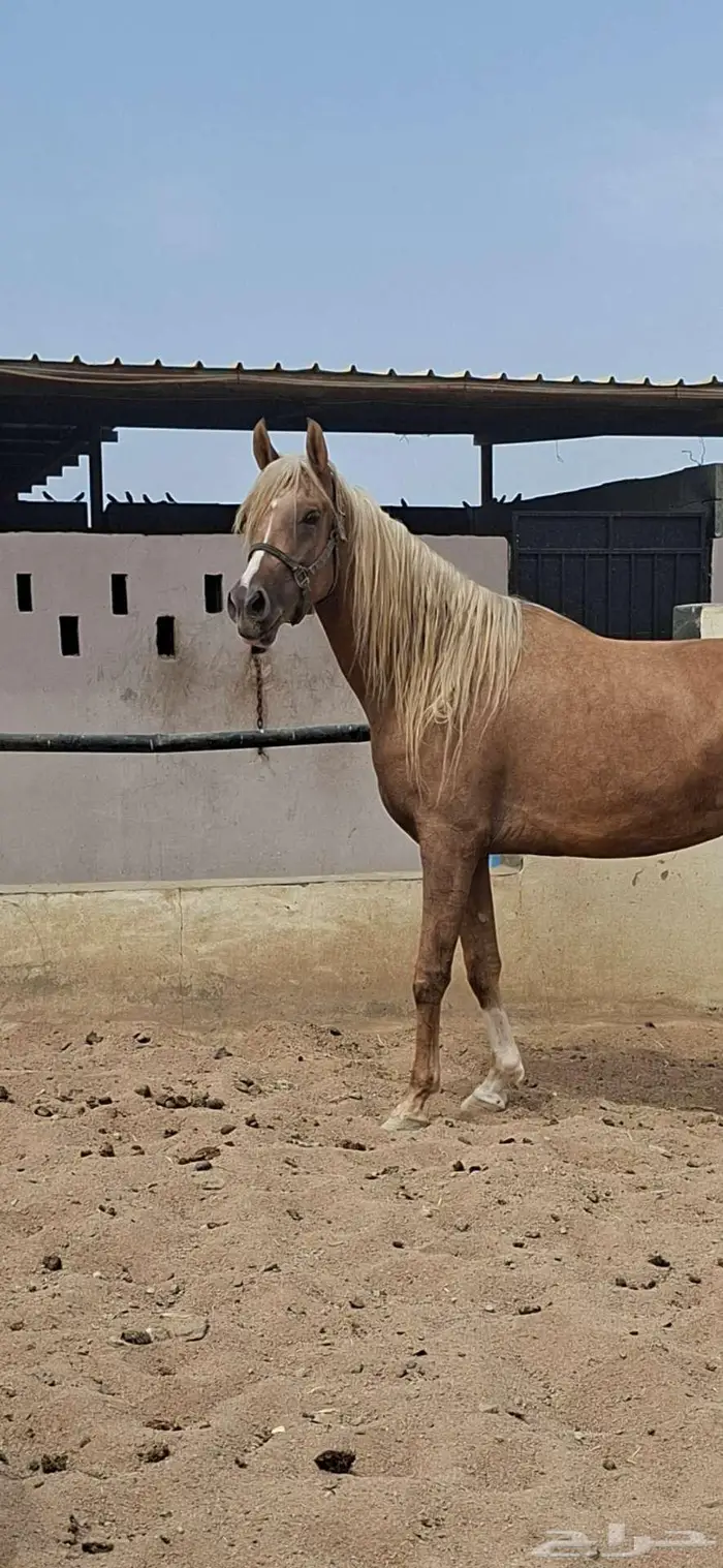 عرض نادر فرس بلامينو شيخه 4