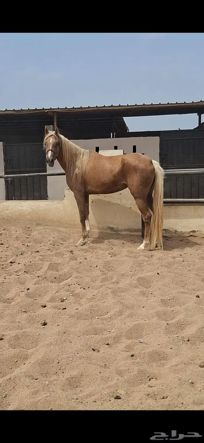 عرض نادر فرس بلامينو شيخه 3