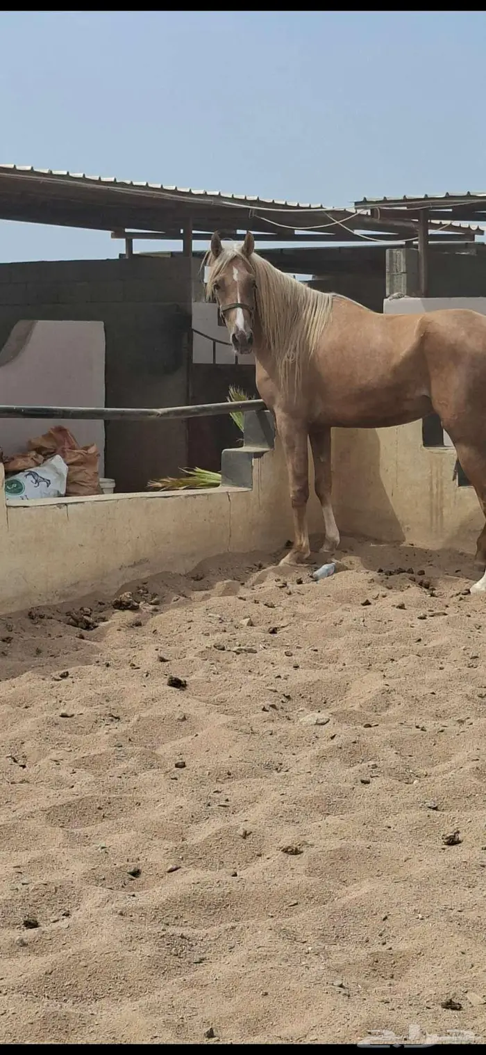 عرض نادر فرس بلامينو شيخه 0
